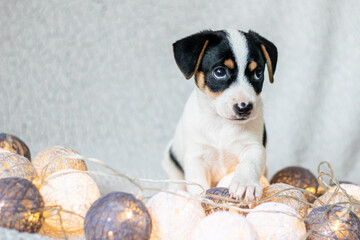 Szczeniak jack russell terrier © Micha