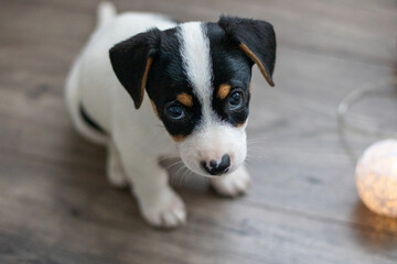 Szczeniak jack russell terrier © Micha
