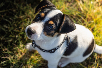 Szczeniak jack russell terrier © Micha