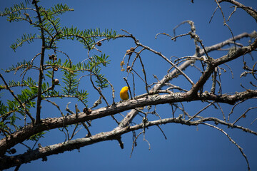 Curious Prothonotary Warbler