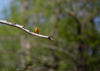 Prothonotary Warbler