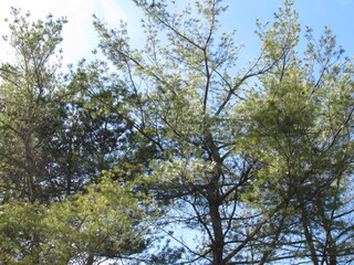 Obraz premium Trees against a blue sky 