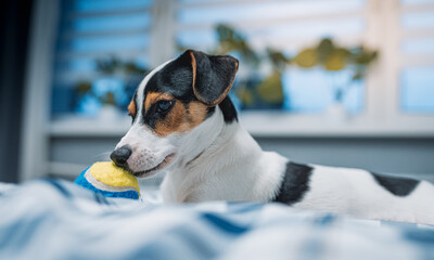 Szczeniak jack russell terrier © Micha