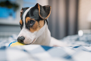 Szczeniak jack russell terrier © Micha