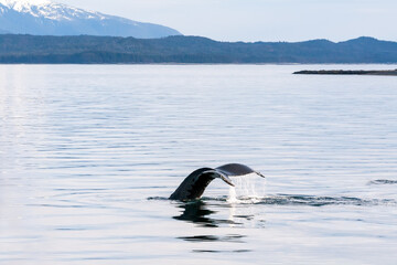 Naklejka premium The fluke or tail of a Humpback whale (Megaptera novaeangliae) as it dives in the waters of southern Alaska