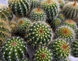 vista ravvicinata di piante grasse spinose