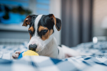 Szczeniak jack russell terrier © Micha