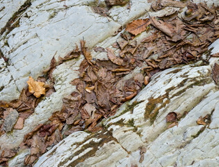 Dry yellow autumn leaves and moss on large stone
