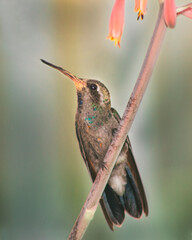 Colibrí descansando © Lda