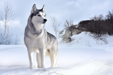 gorgeous, proud, free, strong predator husky looks around his snowy possessions with his master's eye 