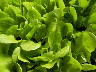 macro di brillante e vivida insalata verde