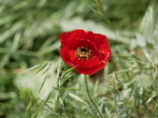 Bright red poppy flowers among green grass in a meadow on a sunny spring day. Growing of raw materials for confectionery production in natural conditions under the open sky