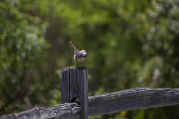 Northern Mockingbird on the Fence