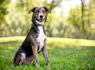 A brindle and white mixed breed dog with large floppy ears sitting outdoors