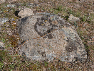 Processionary caterpillar in line on rock