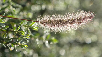 Spikelet in the morning, in the sun