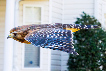 red tailed hawk in flight