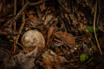 Snail shell in a forest