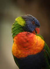 rainbow lorikeet parrot