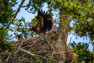 Sequim, Washington State, young juvenile bald eagles fledgling