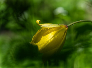 Closeup shot of a yellow tulip flower on a blurred background