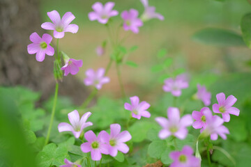 Pink Spring Wildflowers