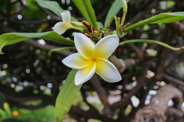 Plumeria Rubra. Flower teneriffa white