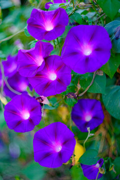 Purple Morning Glories