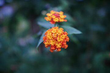 Yellow Orange and Red West Indian Lantana or Lantana camara (common lantana) Flowers