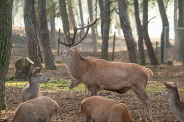 Obraz premium deer in the woods