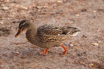 duck