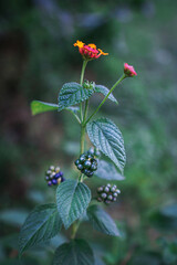 Yellow Orange and Red West Indian Lantana or Lantana camara (common lantana) Flowers