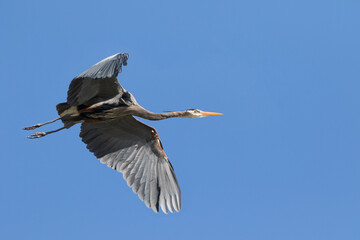 USA, Washington State, Redmond, Great Blue Heron (Ardea Herodias)