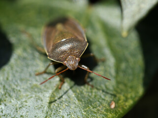 Common Green Shieldbug