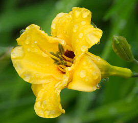 USA, Washington State. Daylily, Stella d'Oro