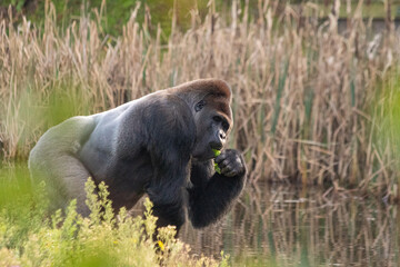gorilla in the zoo © yarne