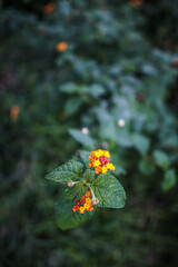 Yellow Orange and Red West Indian Lantana or Lantana camara (common lantana) Flowers