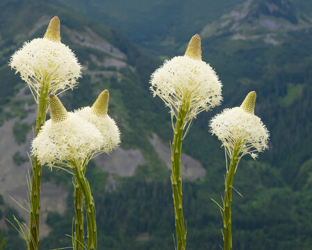 USA, Washington State. Mount Baker Snoqualmie National Forest, Beargrass