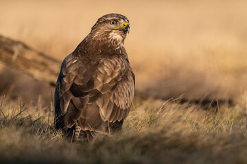 common buzzard standing alone