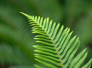 USA, Washington State. Western Sword Fern