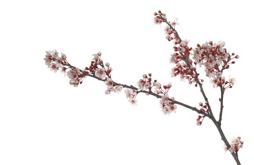 Spring flowers blooming isolated on white background