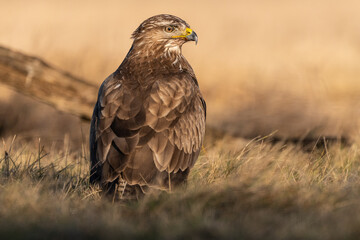 common buzzard standing alone