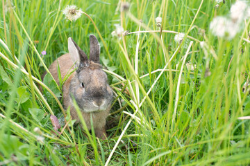 Rabbit is sitting on a meadow with fesh green grass and flowers, springtime, easter