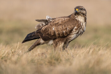 common buzzard standing alone