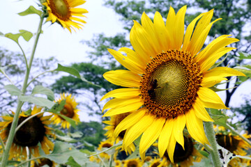 Sunflower was a common crop among American Indian tribes throughout North America. Evidence suggests that the plant was cultivated by American Indians in present-day Arizona and New Mexico about 3000 