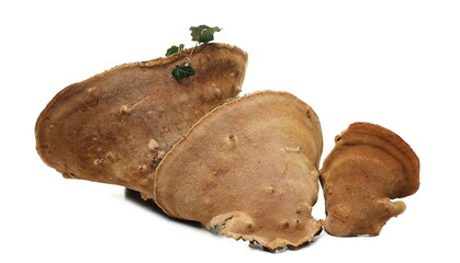 Mushrooms on logs or tree stump with green moss isolated on white background