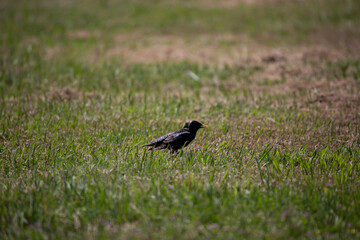 European Starling