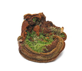 Mushrooms on logs or tree stump with green moss isolated on white background