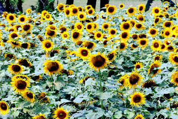 Sunflower was a common crop among American Indian tribes throughout North America. Evidence suggests that the plant was cultivated by American Indians in present-day Arizona and New Mexico about 3000 