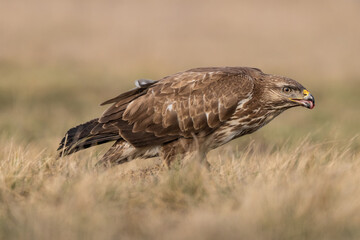 common buzzard standing alone